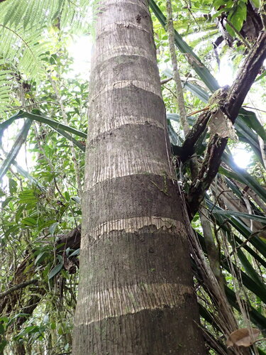 Ravenea robustior