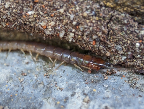 Scolopendropsis bahiensis