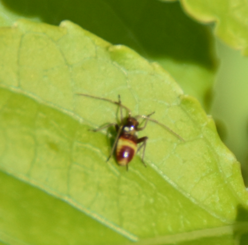 Spotted plant bug photo 6