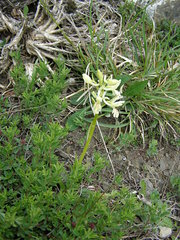 Orchis provincialis