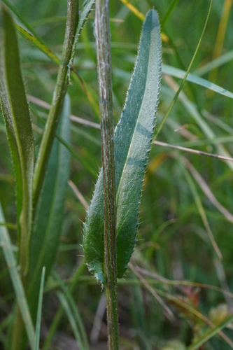 Image of Cirsium pannonicum by (c) Patrick Hacker, some rights reserved (CC BY)