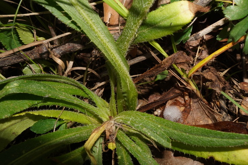 Image of Cirsium pannonicum by (c) Patrick Hacker, some rights reserved (CC BY)