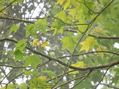 Acer serrulatum