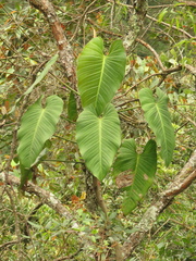 Philodendron strictum