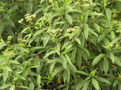 Ageratina popayanensis