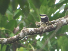 Bucco noanamae