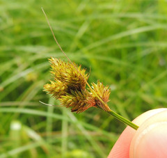 Carex bebbii