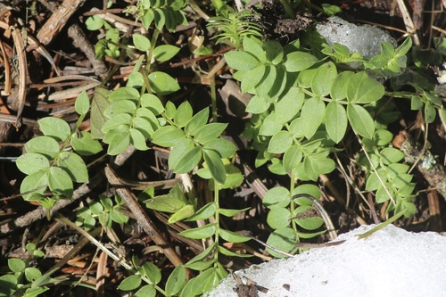 Royal Jacob's-ladder (Polemonium carneum)