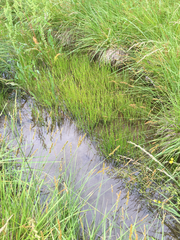 Eleocharis compressa