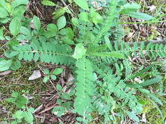 Astragalus tennesseensis