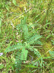 Astragalus tennesseensis