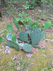 Opuntia cespitosa