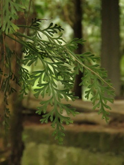 Asplenium theciferum