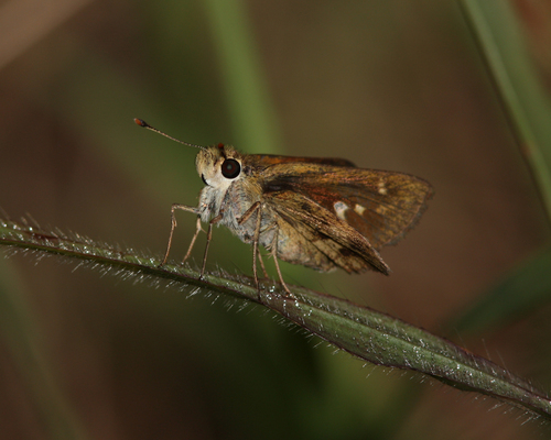 Hedone praeceps