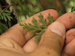Asplenium theciferum