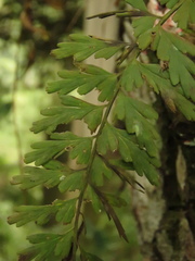Asplenium praemorsum