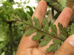 Asplenium praemorsum