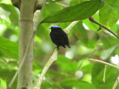 Lepidothrix velutina