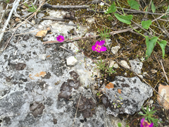 Phemeranthus calcaricus