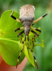 Dicranocephalus albipes