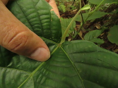 Alchornea