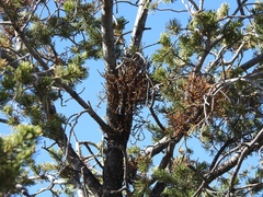 Arceuthobium vaginatum