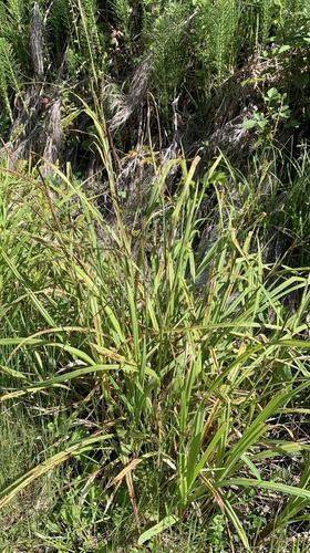 Bigleaf sedge (Carex amplifolia)