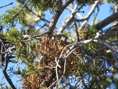 Arceuthobium vaginatum