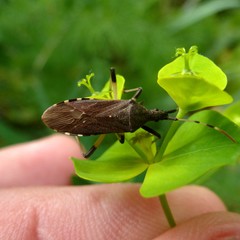 Dicranocephalus albipes