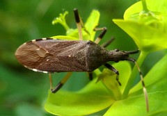 Dicranocephalus albipes
