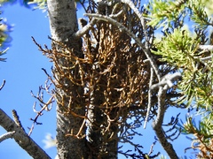 Arceuthobium vaginatum