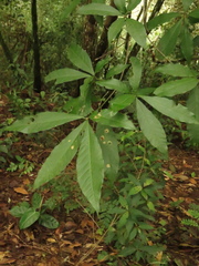 Quercus humboldtii