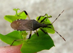 Dicranocephalus albipes