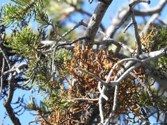 Arceuthobium vaginatum