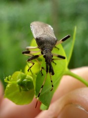 Dicranocephalus albipes