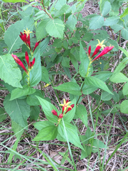 Spigelia marilandica