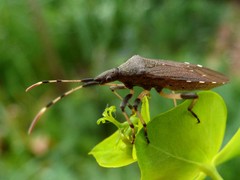 Dicranocephalus albipes
