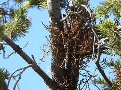 Arceuthobium vaginatum