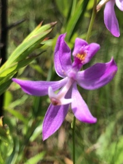 Calopogon pallidus