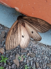 Eudyaria venata
