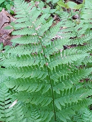 Dryopteris intermedia