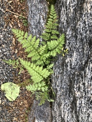 Corydalis cheilanthifolia