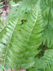 Dryopteris intermedia