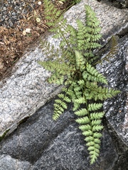 Corydalis cheilanthifolia