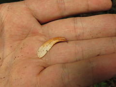 Zinowiewia australis