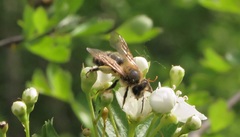 Andrena scotica