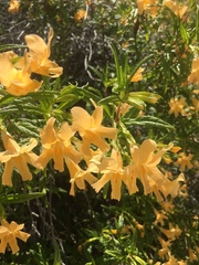 Diplacus × australis