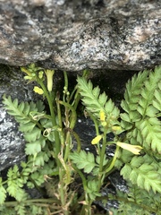 Corydalis cheilanthifolia