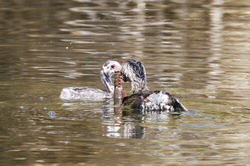 Zampullín picogrueso (Podilymbus podiceps)