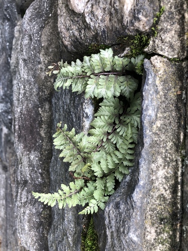Anisocampium niponicum iNat (2)